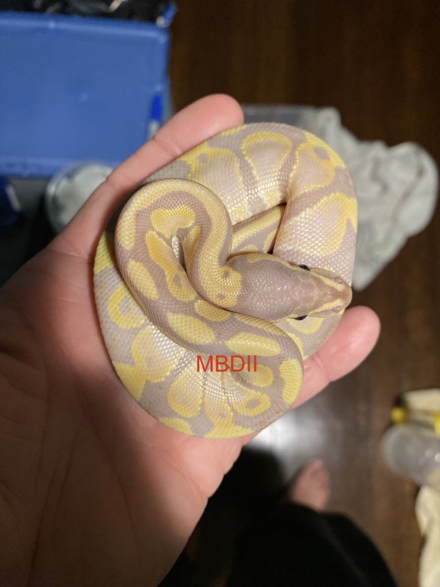 eZy Watermark_05-11-2025_07-45-37-9060PM.jpeg