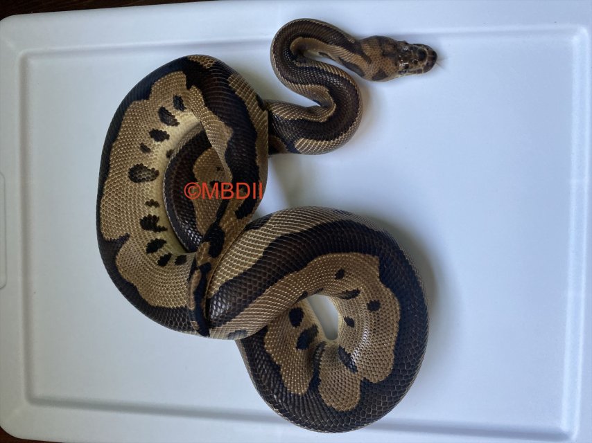 eZy Watermark_08-09-2025_04-59-15-8310PM.jpeg