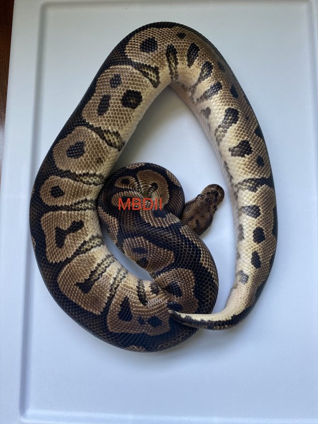 eZy Watermark_08-09-2025_05-01-08-7650PM.jpeg