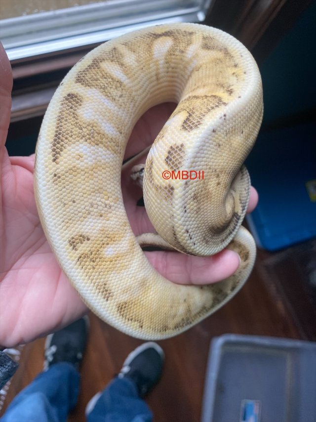 eZy Watermark_05-06-2025_06-45-40-1200AM.jpeg