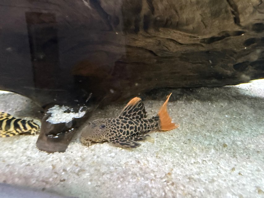 IMG_1969.jpeg IMG_1969.jpeg