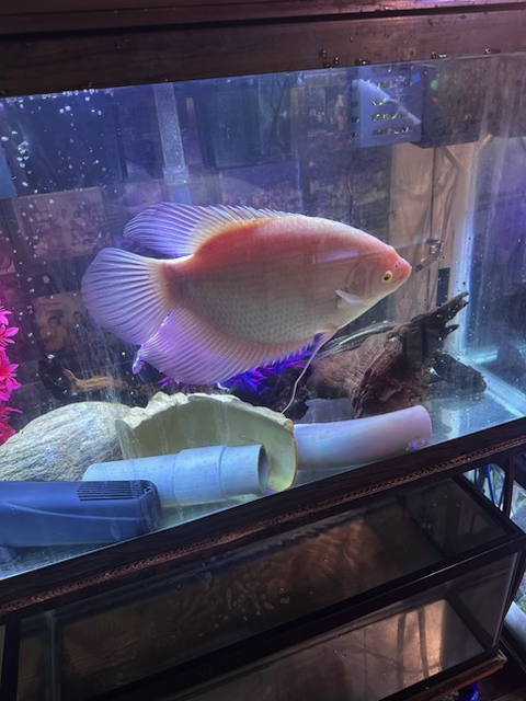 Giant Gourami.png
