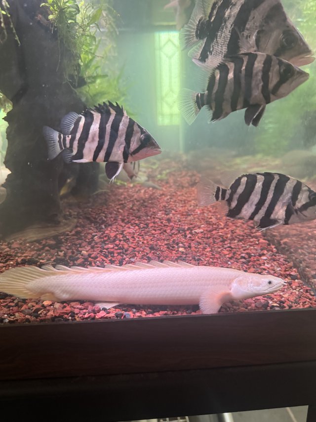 IMG_2278.jpeg IMG_2278.jpeg