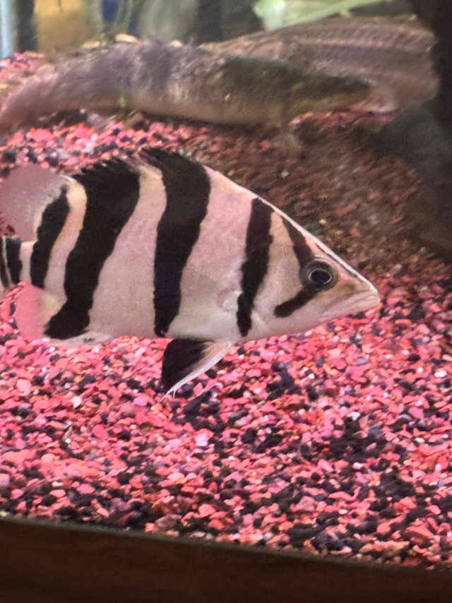 IMG_1470.jpeg IMG_1470.jpeg