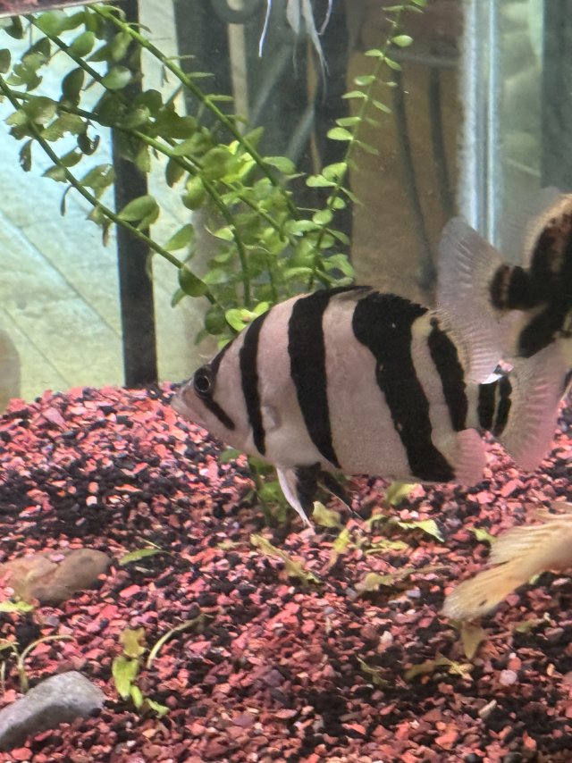 IMG_1474.jpeg IMG_1474.jpeg