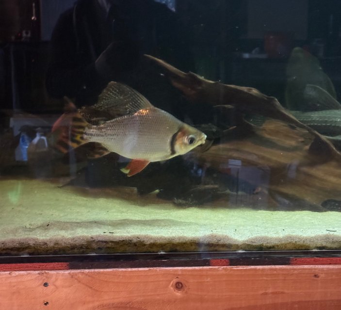 IMG_8098.jpeg IMG_8098.jpeg