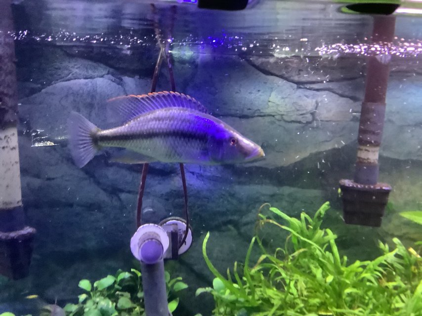 IMG_0737.jpeg IMG_0737.jpeg