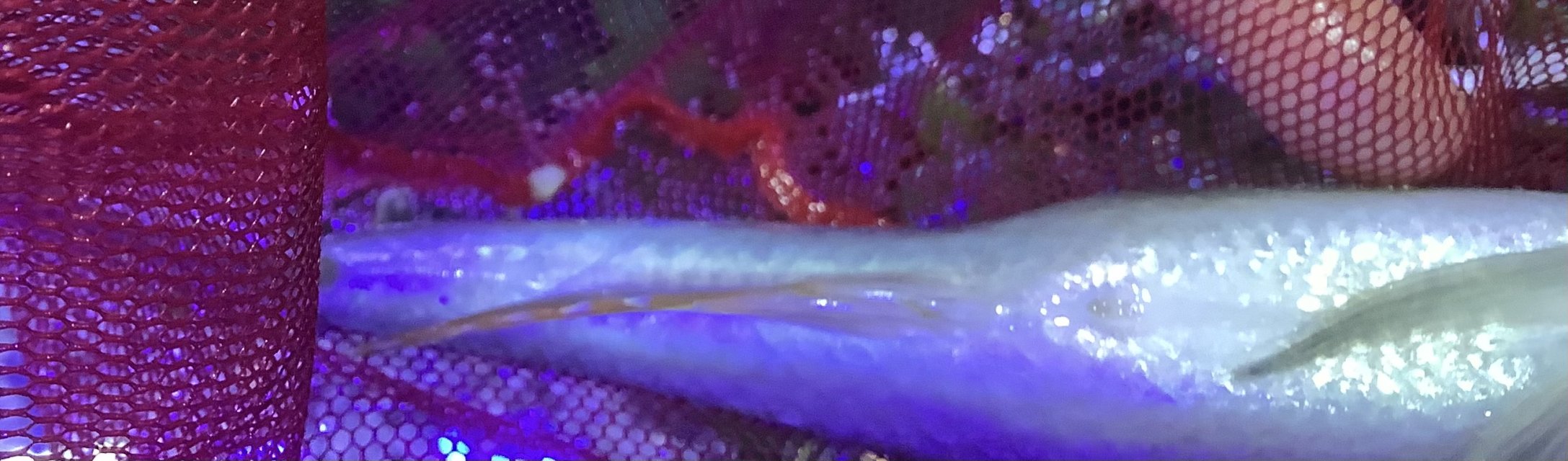 IMG_0741.jpeg IMG_0741.jpeg