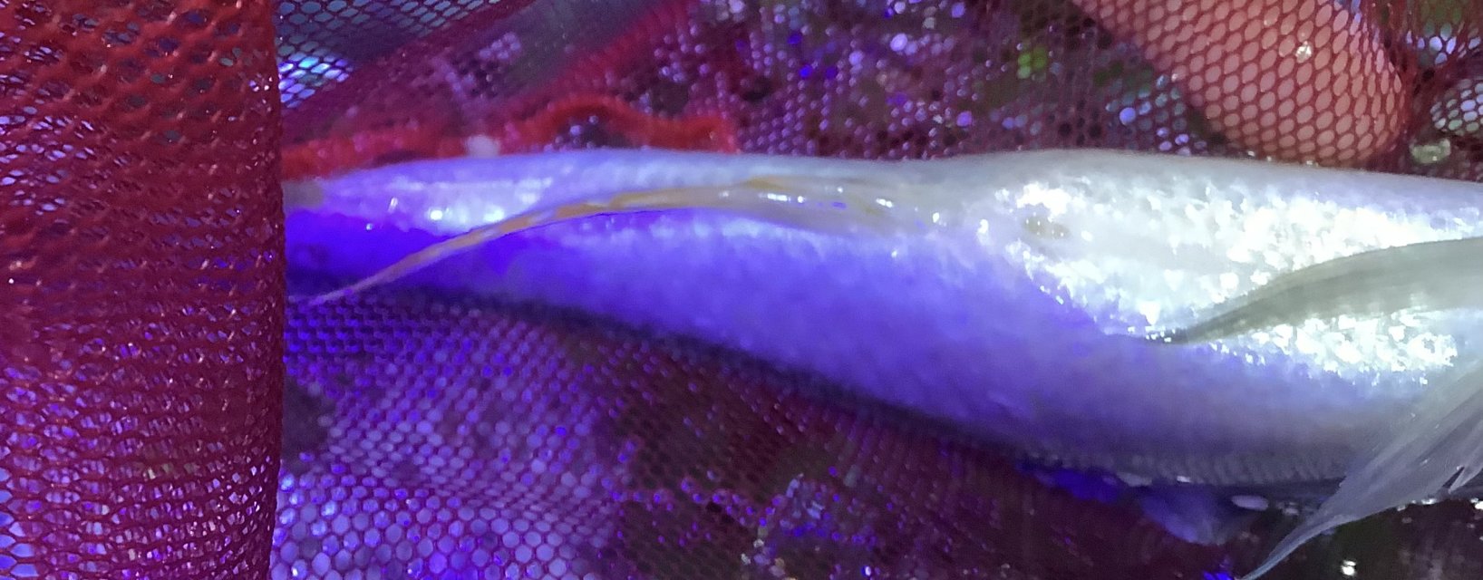 IMG_0739.jpeg IMG_0739.jpeg