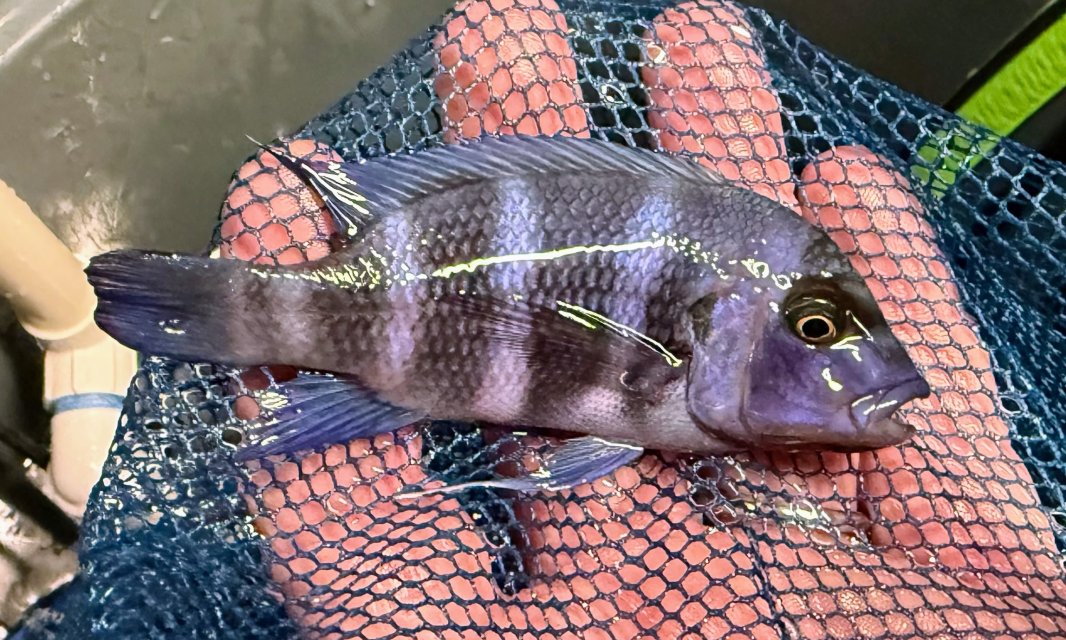 IMG_6083.jpeg IMG_6083.jpeg