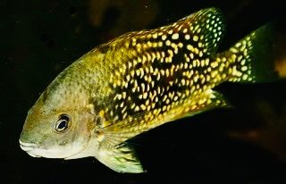 Image.jpeg Image.jpeg