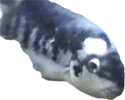 1763642328905.png 1763642328905.png