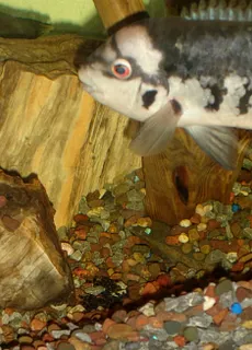 1763642355359.png 1763642355359.png