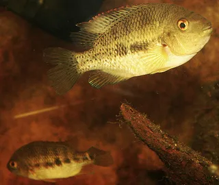 1763642458201.png 1763642458201.png