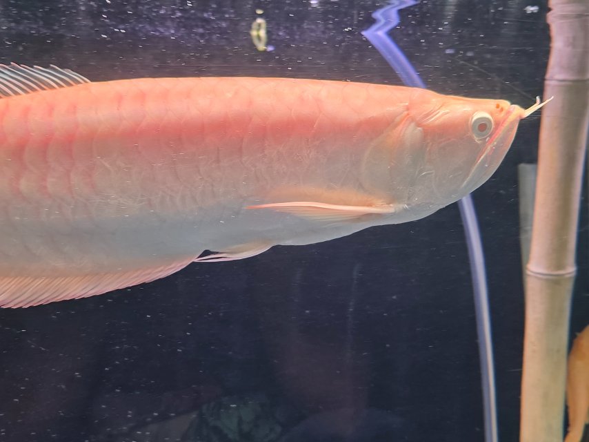 1000031254.jpg 1000031254.jpg