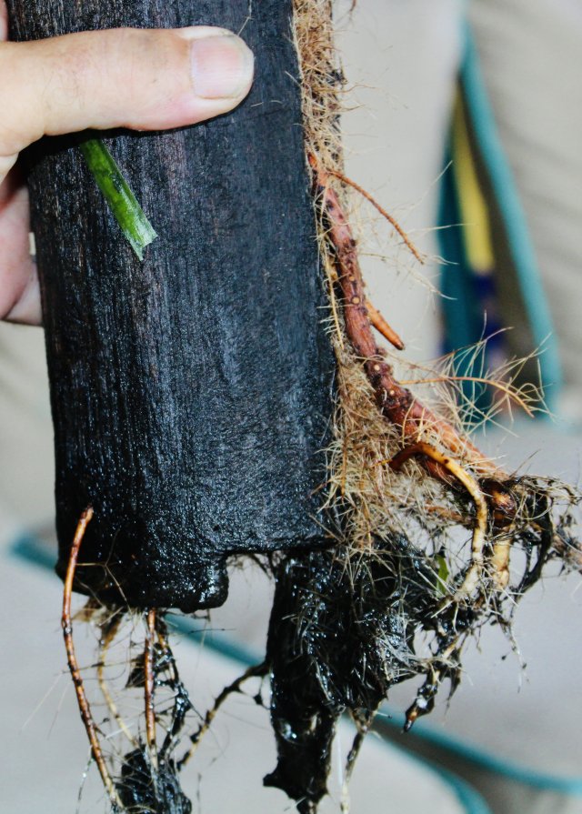 IMG_0435.jpeg IMG_0435.jpeg