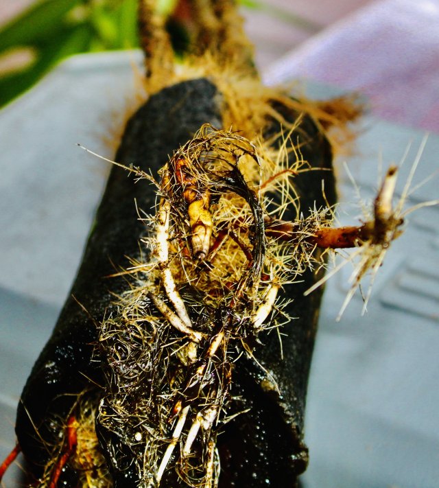 IMG_0436.jpeg IMG_0436.jpeg