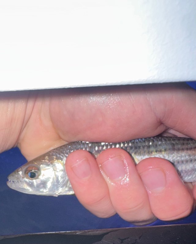 IMG_6681.jpeg IMG_6681.jpeg