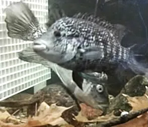 1764629038380.png 1764629038380.png