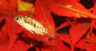 1764629178126.png 1764629178126.png