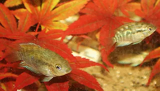 1764629386376.png 1764629386376.png