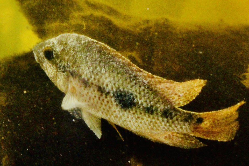 IMG_6250.jpeg IMG_6250.jpeg