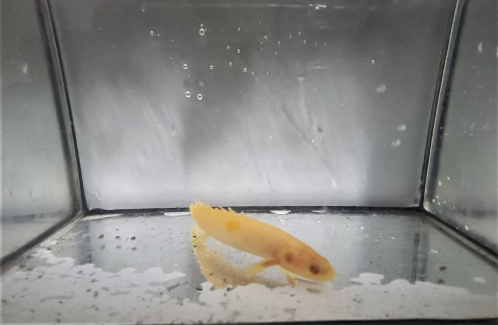 Albino Senegal khảm thể Xanthic.2.jpg