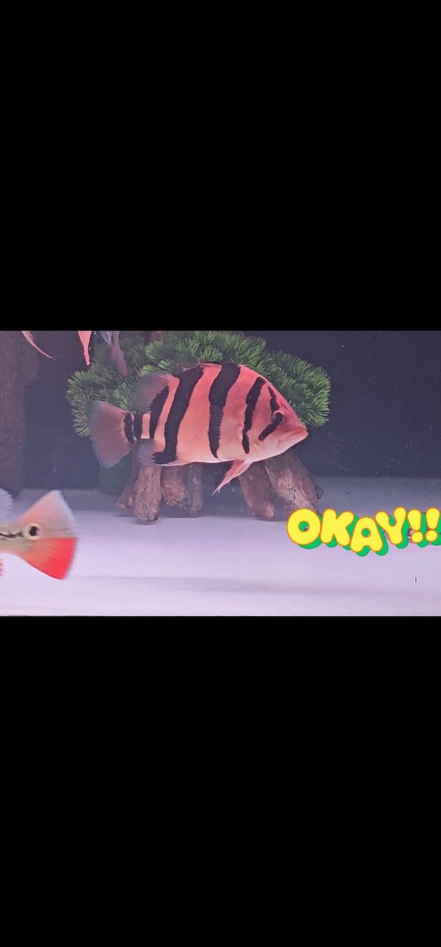 Screenshot_20251203_110126_Gallery.jpg Screenshot_20251203_110126_Gallery.jpg