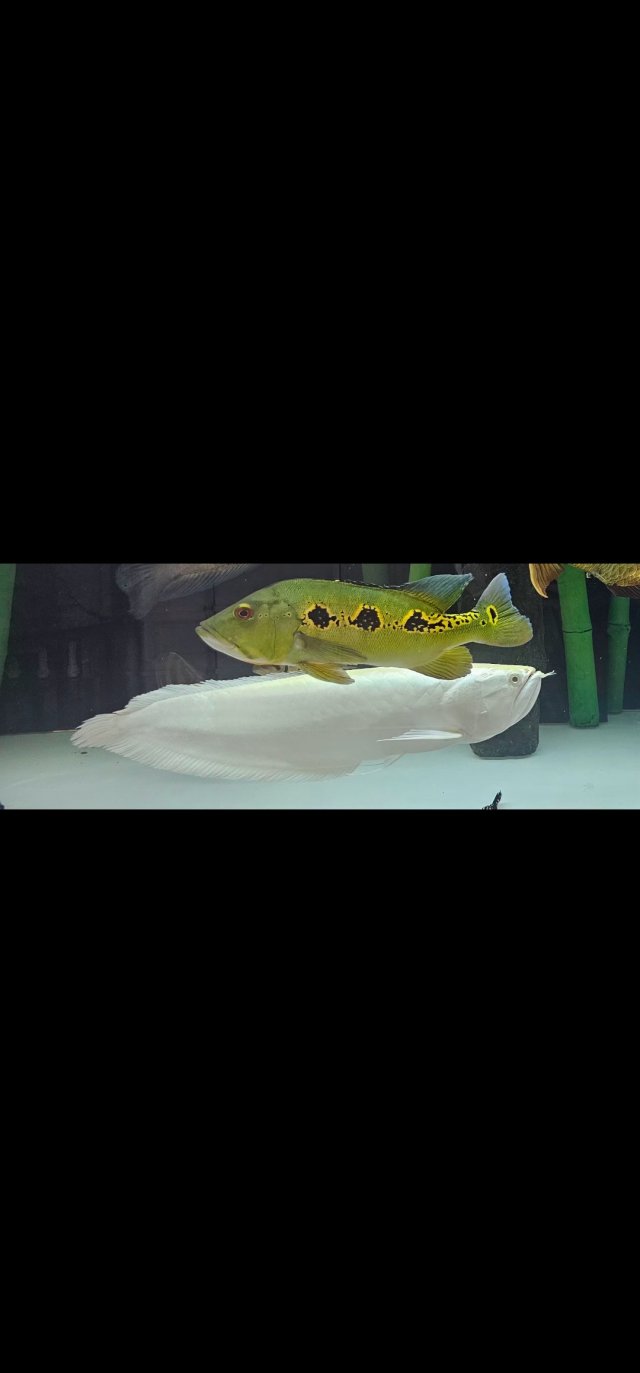 Screenshot_20251203_110122_Gallery.jpg Screenshot_20251203_110122_Gallery.jpg