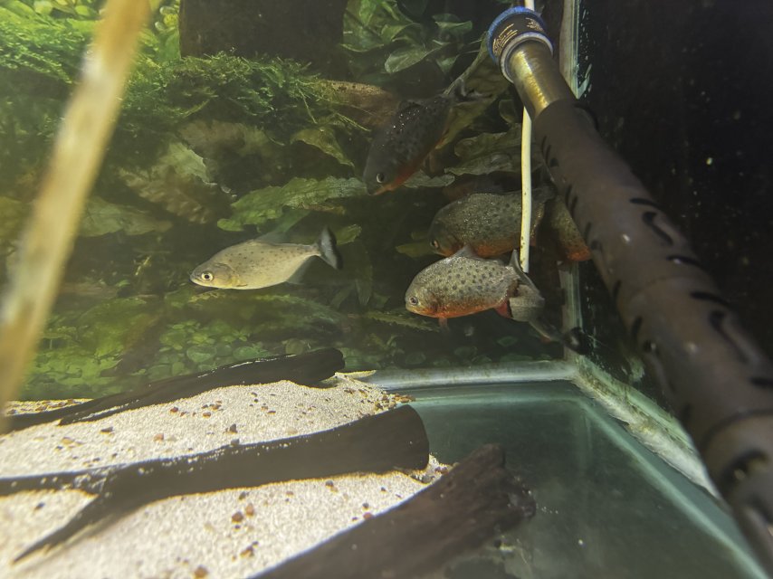 IMG_5419.jpeg IMG_5419.jpeg