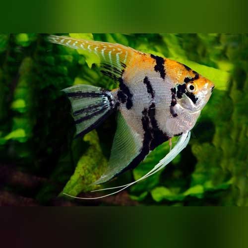 Gold-Marble-Angelfish.jpg