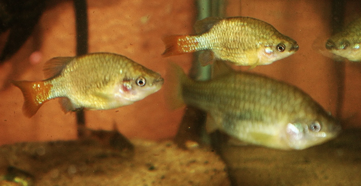 1764937178508.png 1764937178508.png