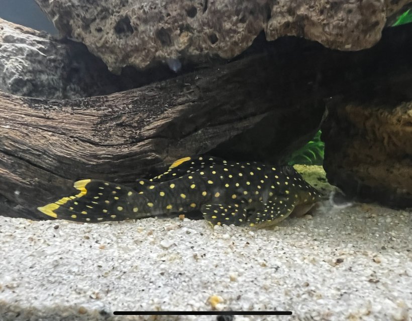 IMG_5497.jpeg IMG_5497.jpeg