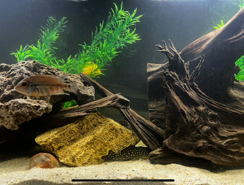 IMG_5498.jpeg IMG_5498.jpeg