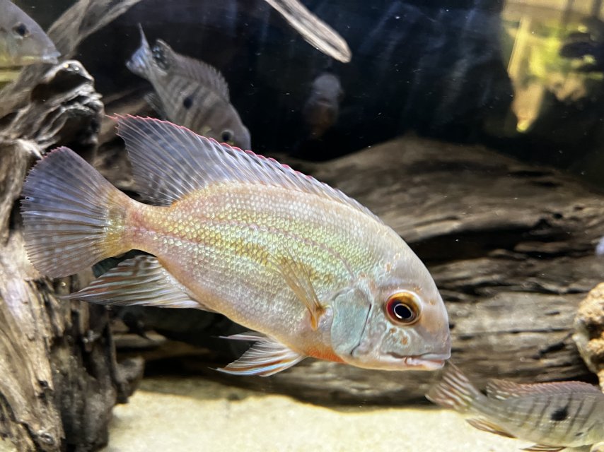 IMG_4150.jpeg IMG_4150.jpeg