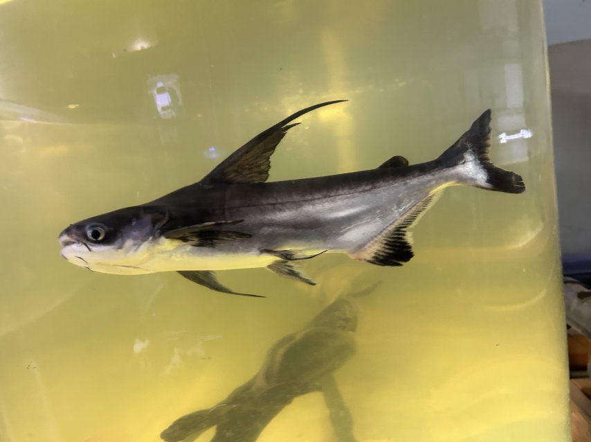 IMG_1529.jpeg IMG_1529.jpeg