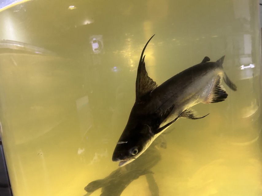 IMG_1531.jpeg IMG_1531.jpeg