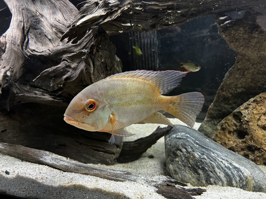 IMG_4811.jpeg IMG_4811.jpeg