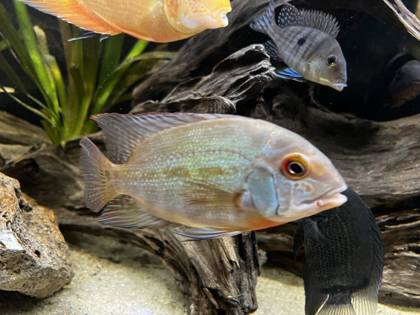 IMG_4149.jpeg IMG_4149.jpeg