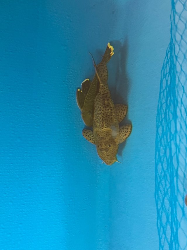 IMG_3536.jpeg IMG_3536.jpeg