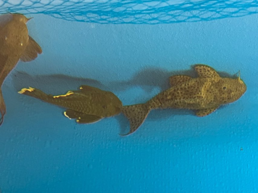 IMG_3542.jpeg IMG_3542.jpeg