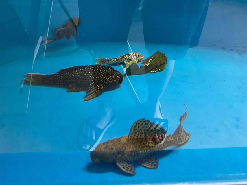 IMG_3529.jpeg IMG_3529.jpeg