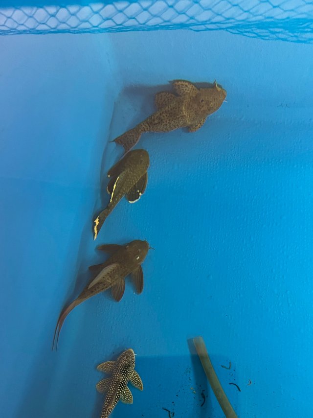 IMG_3534.jpeg IMG_3534.jpeg