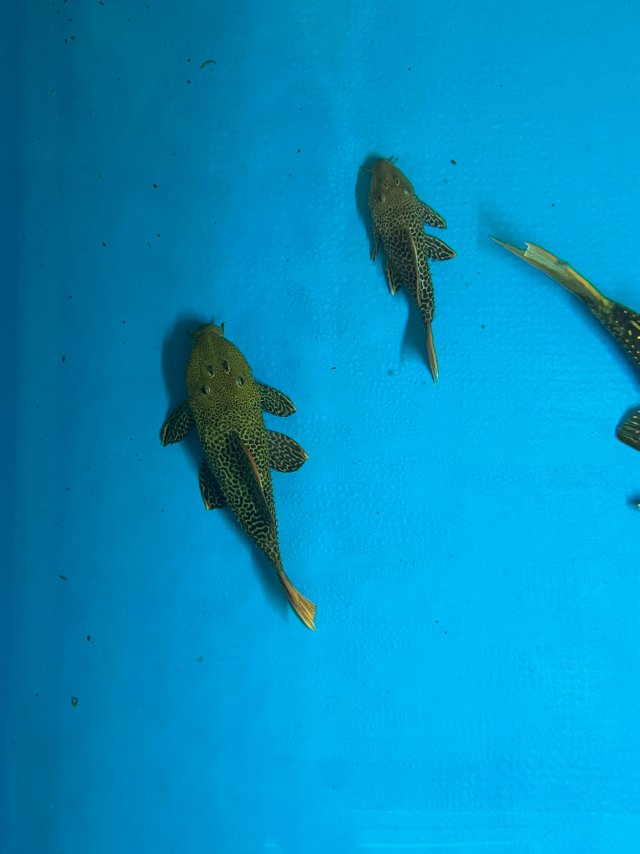 IMG_3533.jpeg IMG_3533.jpeg