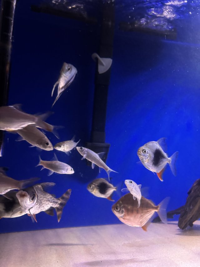 IMG_2145.jpeg IMG_2145.jpeg