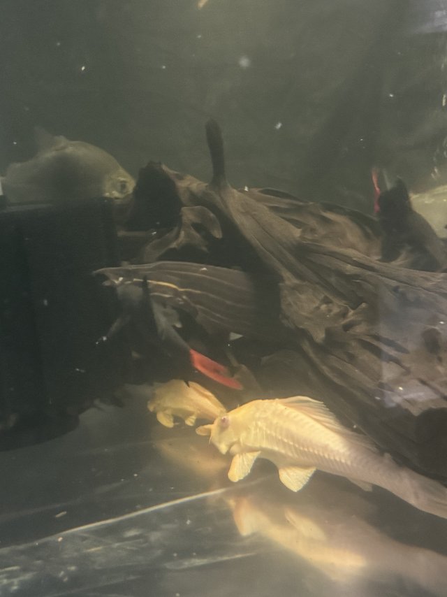 IMG_1591.jpeg IMG_1591.jpeg