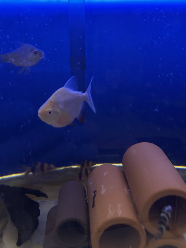 IMG_1642.jpeg IMG_1642.jpeg