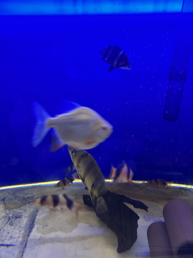 IMG_1643.jpeg IMG_1643.jpeg