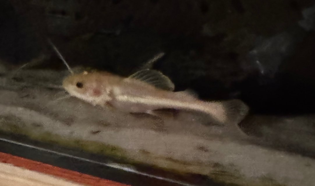 IMG_8642.jpeg IMG_8642.jpeg