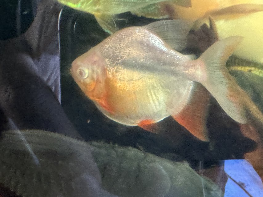 IMG_8662.jpeg IMG_8662.jpeg